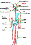Bocca e Corpo
